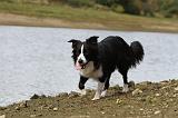 BORDER COLLIE 735